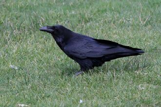 Crows and shrikes | North Wales Wildlife Trust